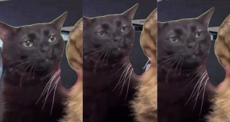 El gato negro se ha viralizado en redes sociales