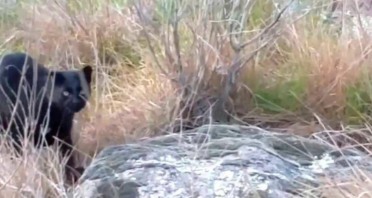 Gato del pantanal oriental en Brasil