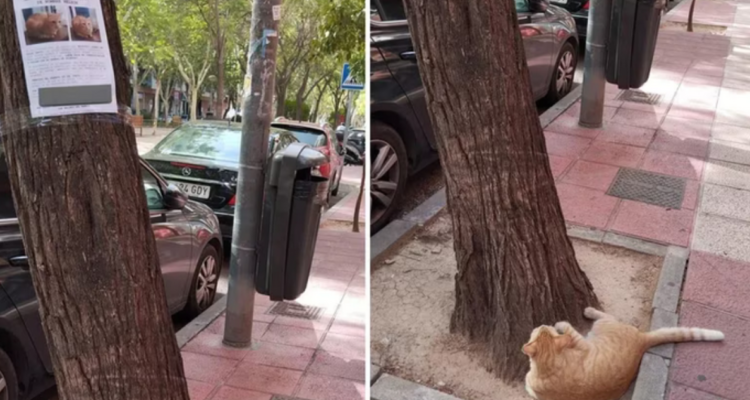 Gato mirando su propia ‘Se busca’