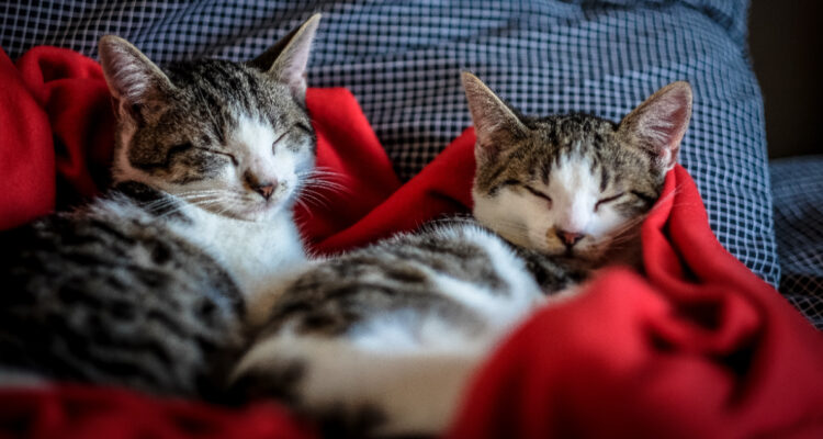 OMS alerta por muertes inusuales de gatos en Polonia: contrajeron gripe aviar