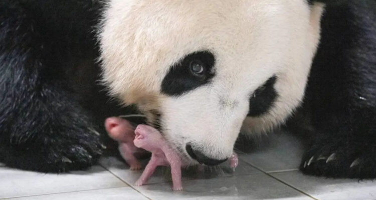 Con menos del 50% de probabilidades, nacen las primeras gemelas de panda gigante en Corea del Sur