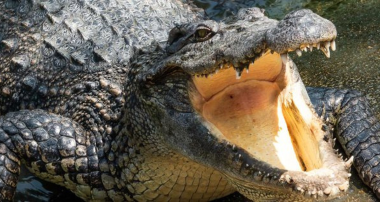 Granjero devorado por cocodrilo