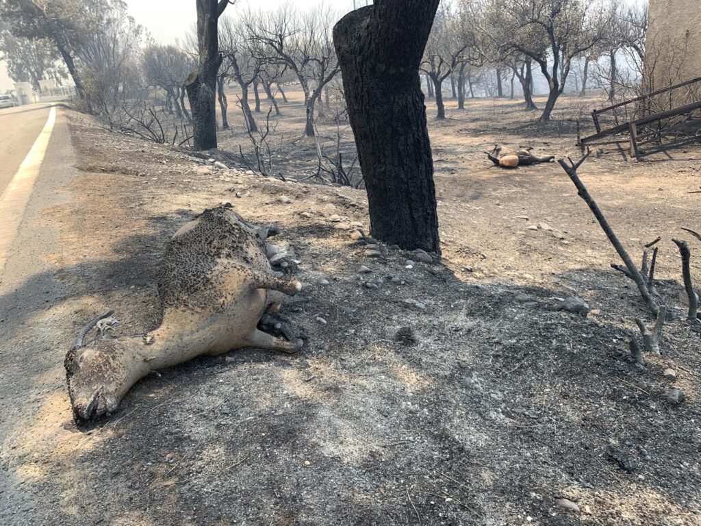 Los incendios han dejado a varios animales muertos en Rodas