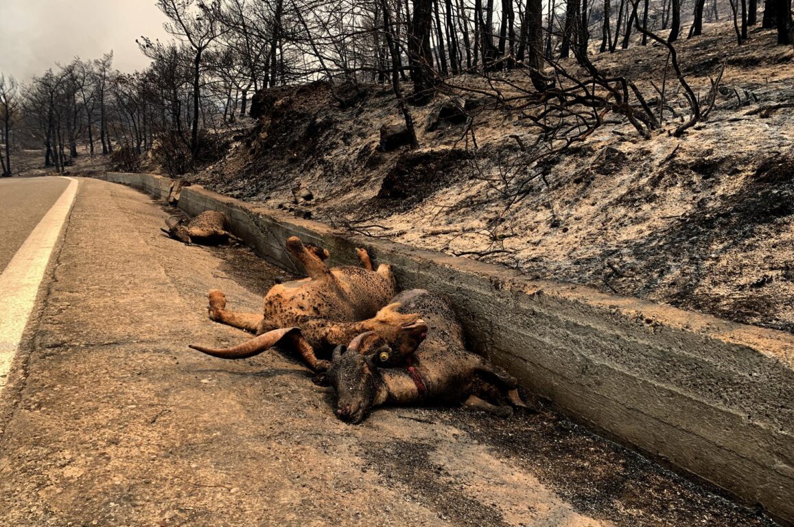 Los incendios han dejado a varios animales muertos en Rodas 
