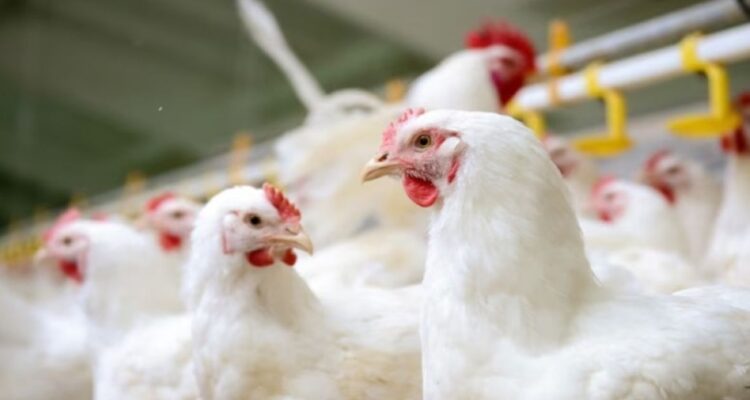 Por qué los huesos de pollo desechados por todo el mundo son la prueba de cómo el ser humano o el hombre cambió la geología del planeta Tierra