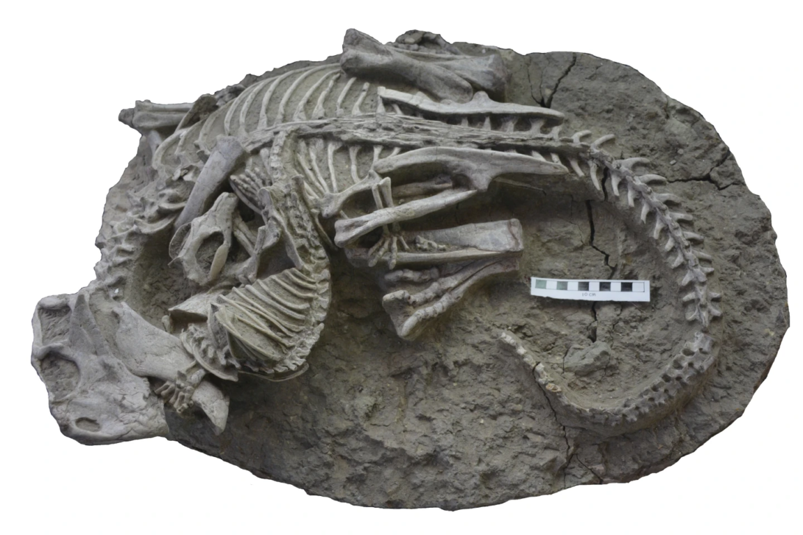 Descubren inusual fósil que podría demostrar que los mamíferos cazaban dinosaurios para alimentarse 