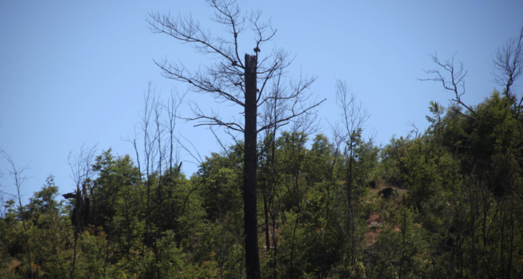 Inicia restauración de bosque nativo en el Bío Bio