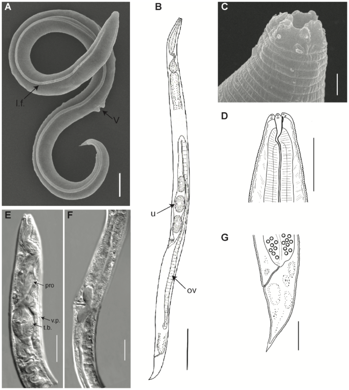 Reviven antigua especie de gusano microscópico que sobrevivió más de 46.000 años congelado