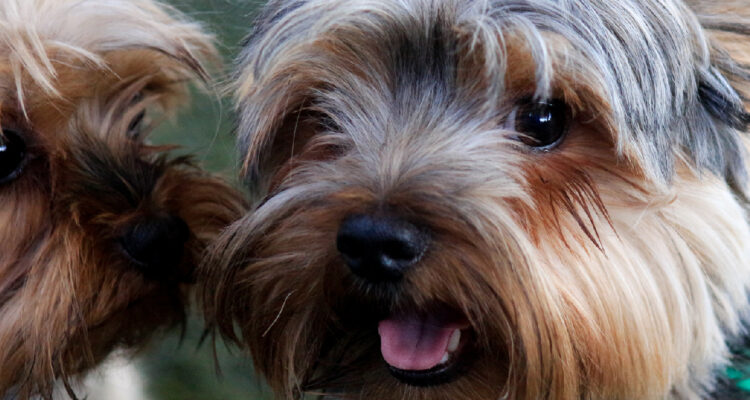 Justicia acoge recurso de mujer que edificio la obligaba a deshacerse de uno de sus perros en Santiago