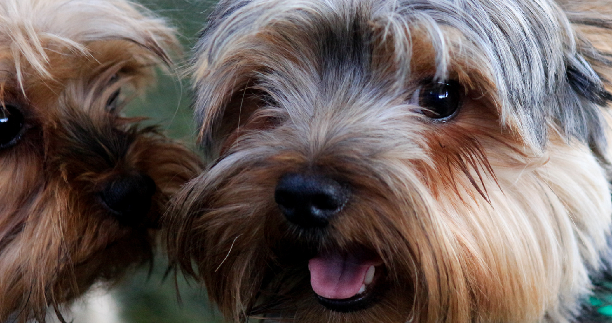 Justicia acoge recurso de mujer que edificio la obligaba a deshacerse de uno de sus perros en Santiago