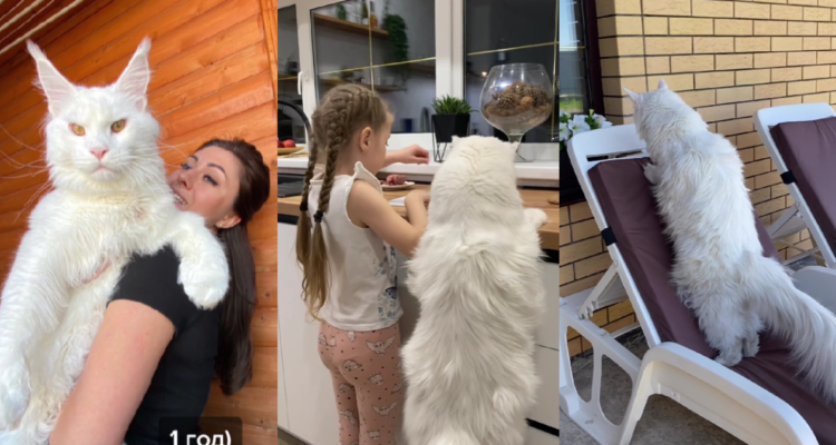 Kéfir, el gato ruso denominado como el más grande del mundo