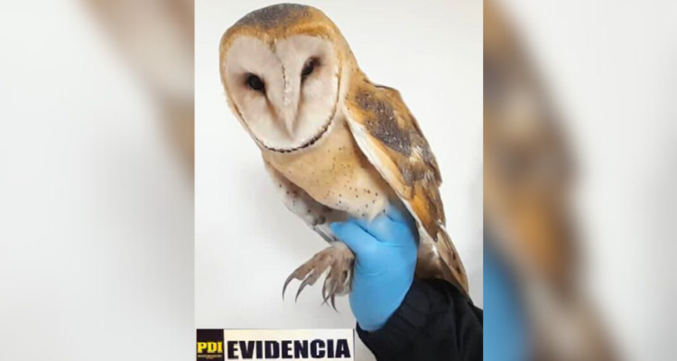 lechuza-blanca-rescatada-ataque-jauria-perros-lota