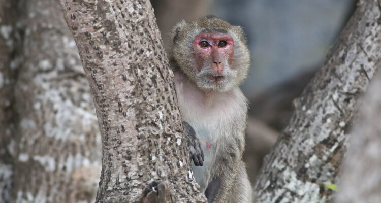 El sexo entre los macacos rhesus machos es bastante común