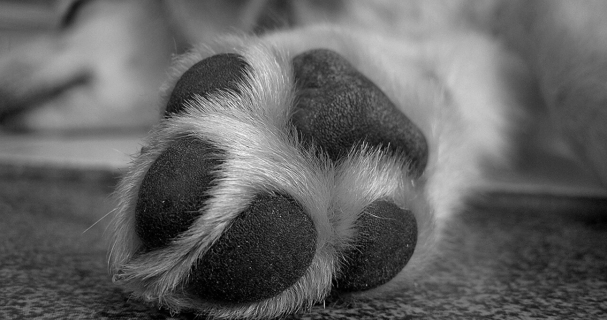 Hombre ahorcó a perro y lo exhibió en un árbol de la vivienda de su dueño en Puerto Montt