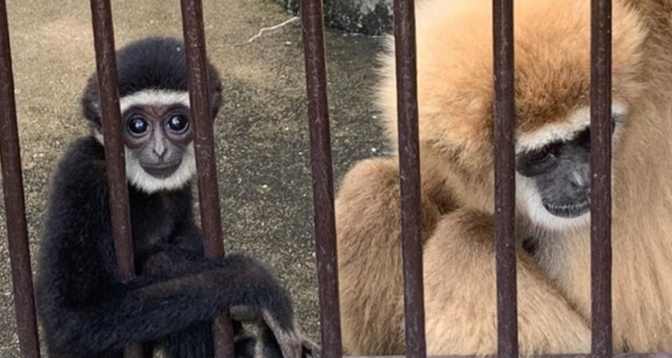 Mona embarazada en zoológico, pese a vivir sola