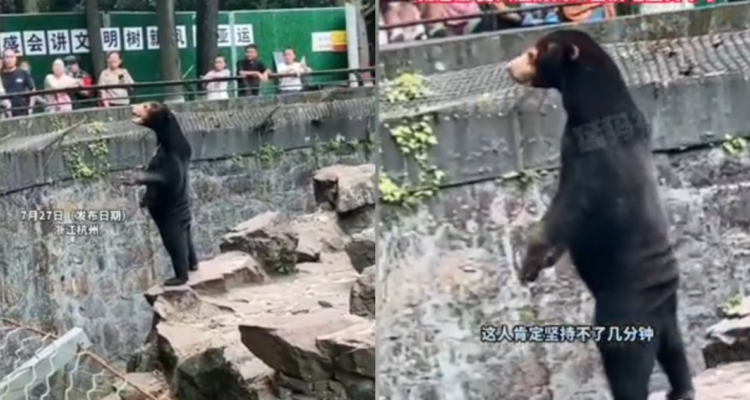 Extraño oso en zoológico chino
