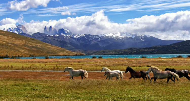 Estudio demostró que parques nacionales de Chile almacenan casi el doble de carbono que la Amazonía