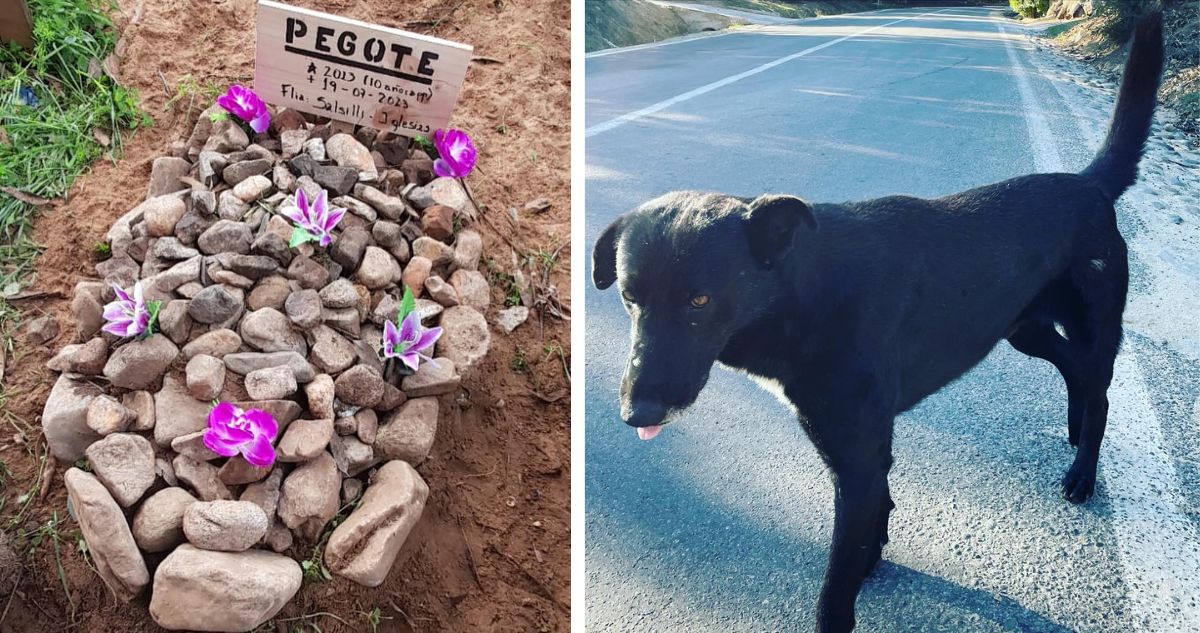 Presentarán querella contra responsables de disparar y matar a perro en sector Los Molles de Quilpué