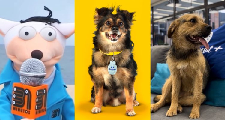 Mario Hugo (izquierda), Spike (centro) y Bigotes (derecha) en referencia a perritos chilenos famosos