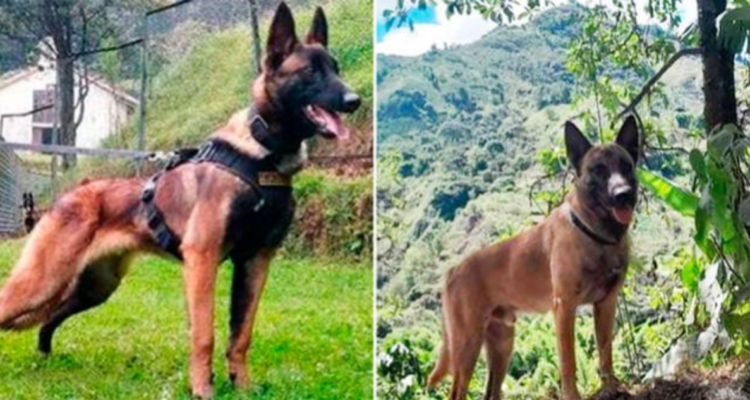 Abandona búsqueda de perro WIlson en Colombia