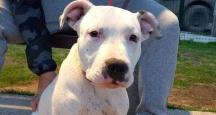 Campaña en redes sociales pide justicia por Zeus, perro asesinado durante operativo PDI en Antofagasta