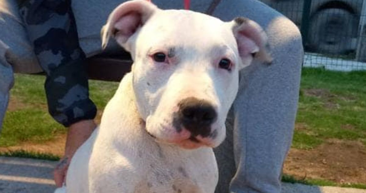 Campaña en redes sociales pide justicia por Zeus, perro asesinado durante operativo PDI en Antofagasta