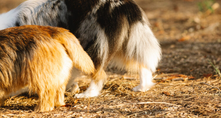 Día mundial del perro | ¿Por qué mueven la cola y qué significa cada postura según la ciencia?