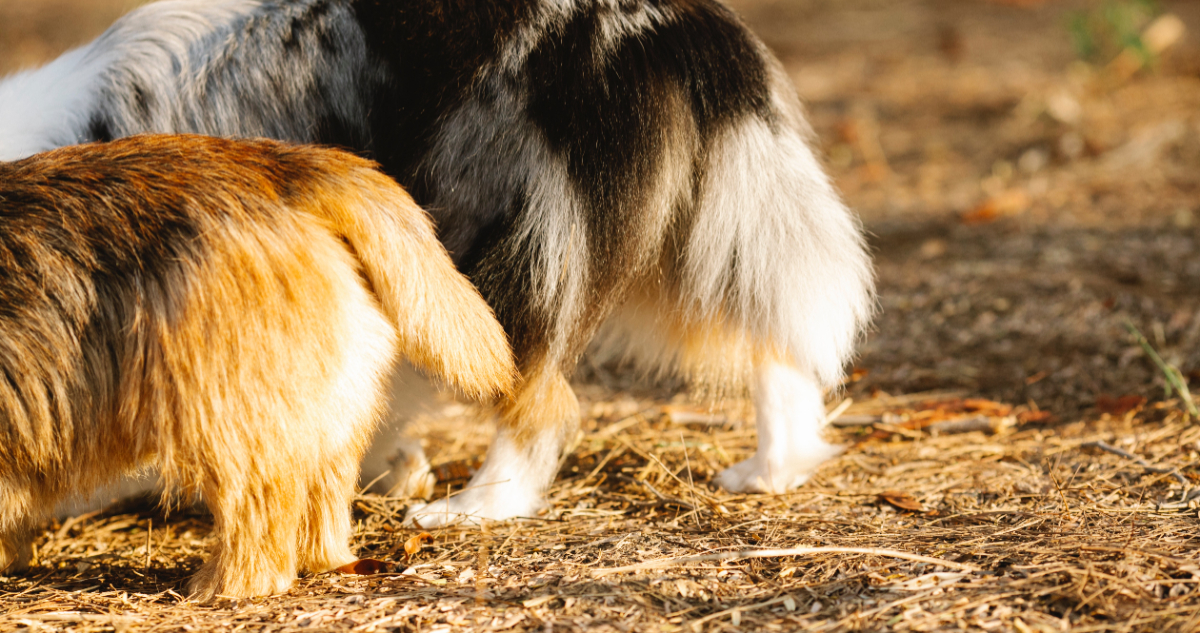 Día mundial del perro | ¿Por qué mueven la cola y qué significa cada postura según la ciencia?
