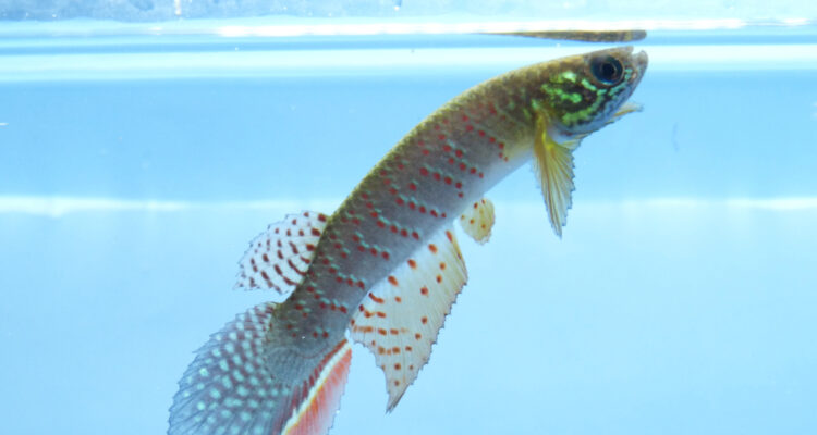 Hallan nueva especie de pez que sobrevive fuera del agua y sus huevos pueden soportar la sequía