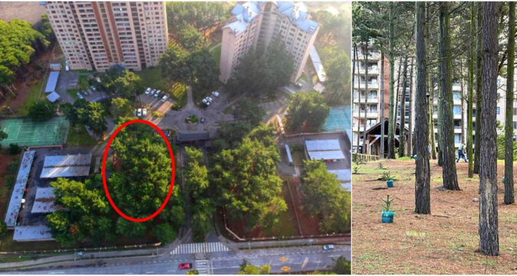 Cómo una plantación de araucarias en condominio de San Pedro de la Paz terminó con dos detenidos