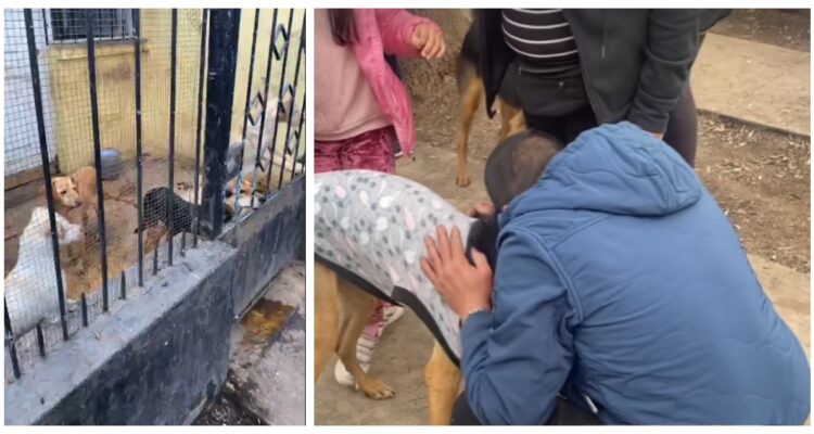 El momento del rescate de los perros en Conchalí.