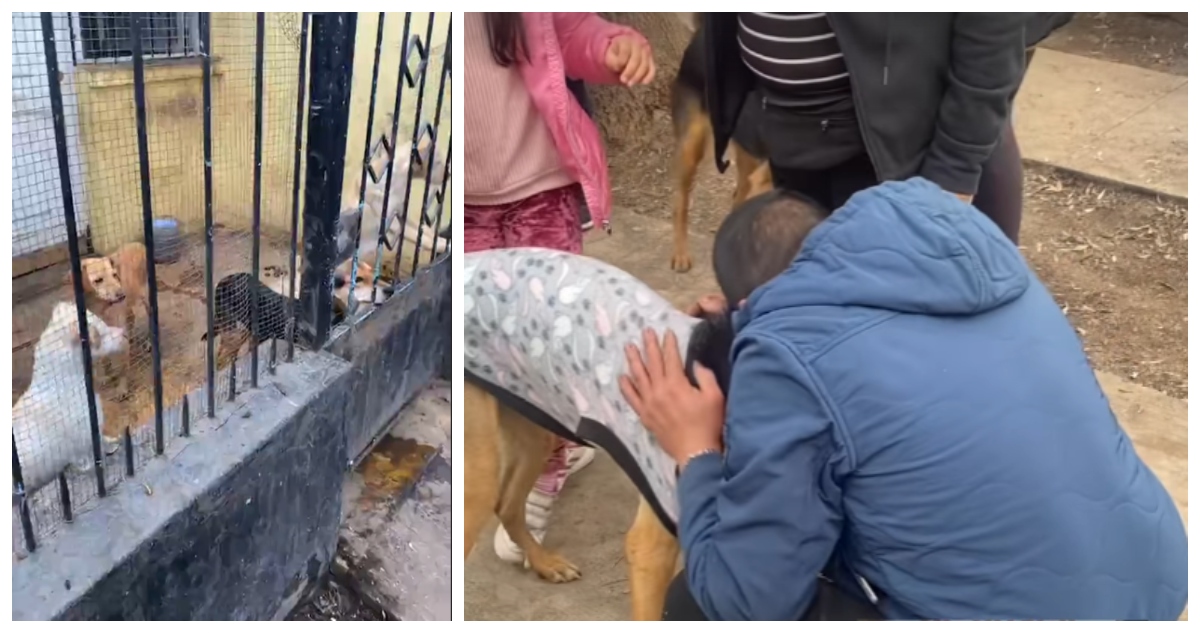 El momento del rescate de los perros en Conchalí.
