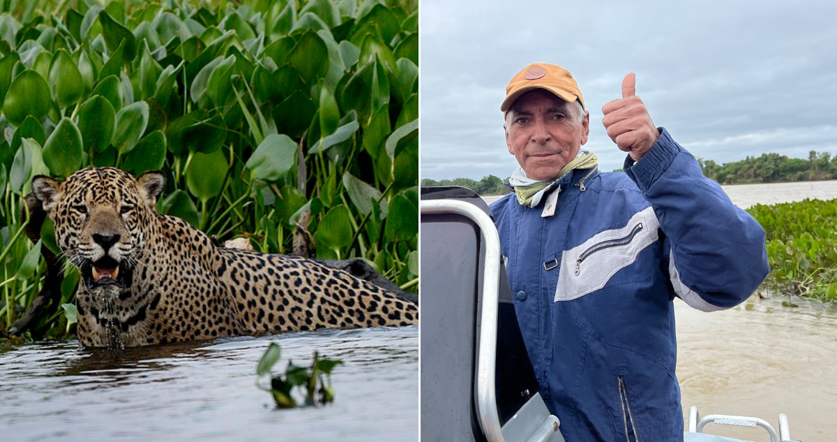 La ruta del jaguar: el curioso trabajo que sustenta a comunidades del humedal más grande del mundo