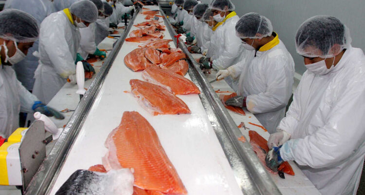 El salmón chileno y otros productos del mar reciben luz verde para comenzar a ser exportados a India