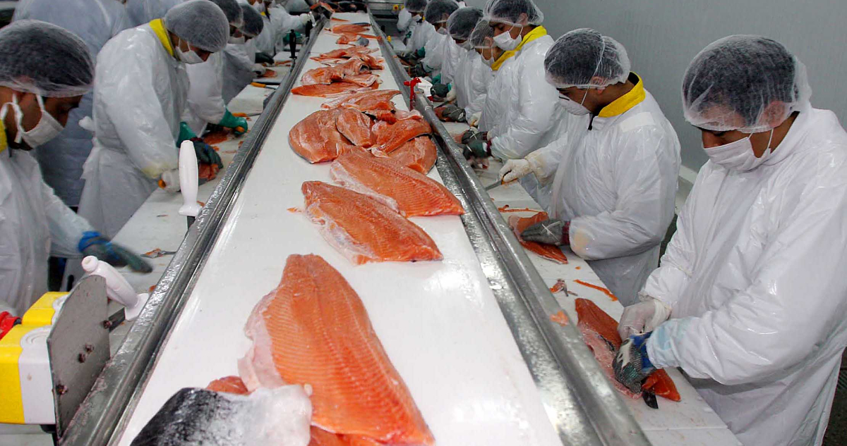 El salmón chileno y otros productos del mar reciben luz verde para comenzar a ser exportados a India