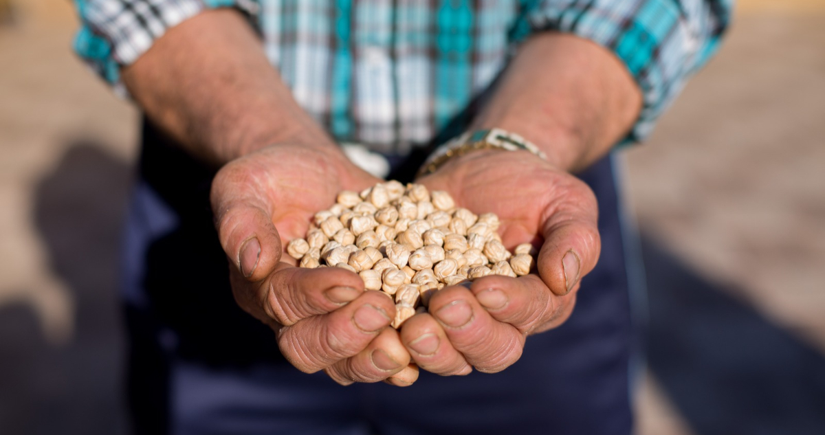 Indap abre postulaciones a nuevo programa Cultivos Tradicionales: busca potenciar cereales y más