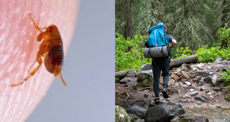 Tifus de los matorrales afectó a personas que hacían trekking en el sur de Chile