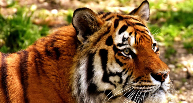 Una falla en los protocolos habría provocado que tigre atacara a propietario de Zoo en Los Ángeles