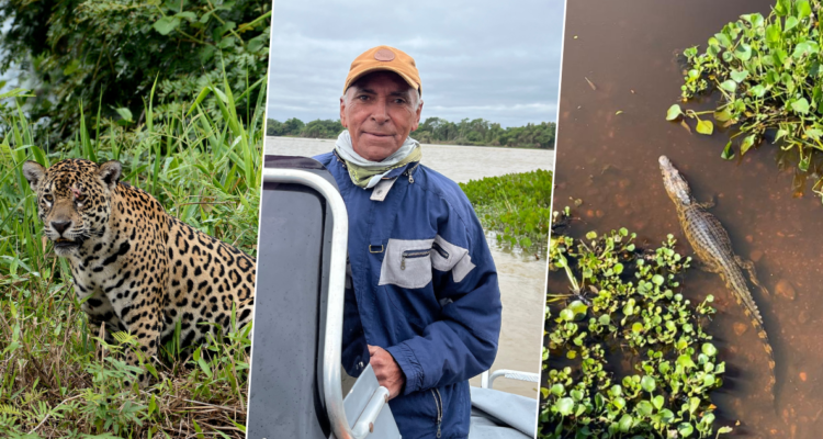 La ruta del jaguar: el curioso trabajo que sustenta a comunidades del humedal más grande del mundo