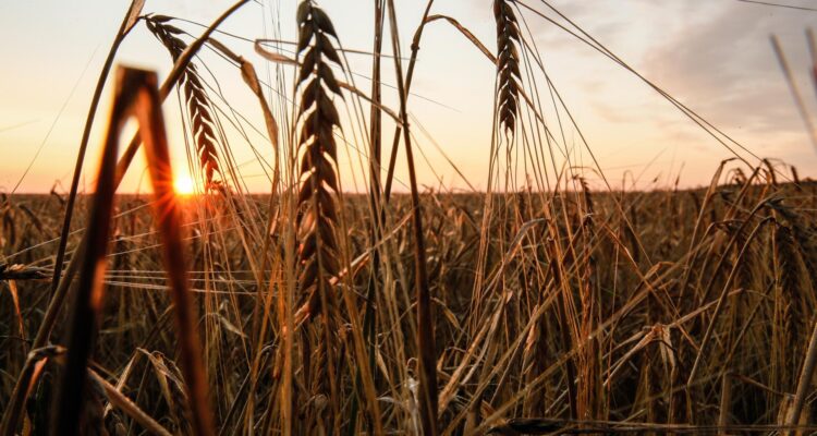 Atardecer en un campo de trigo en la región de Donetsk, Ucrania