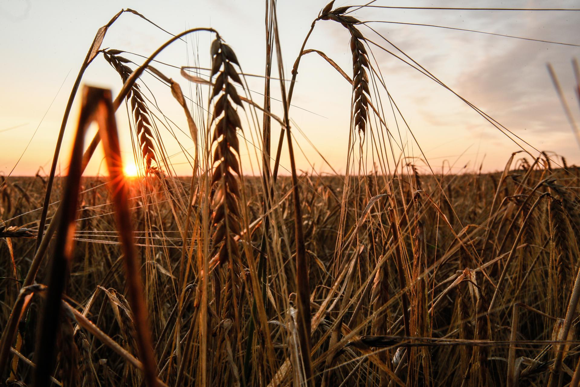Atardecer en un campo de trigo en la región de Donetsk, Ucrania