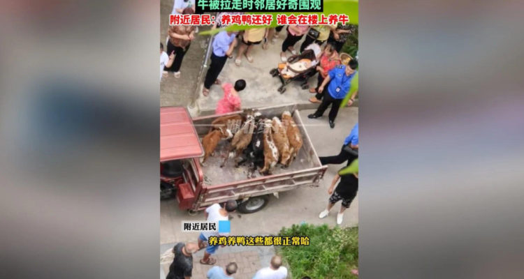 Vacas en balcón en China