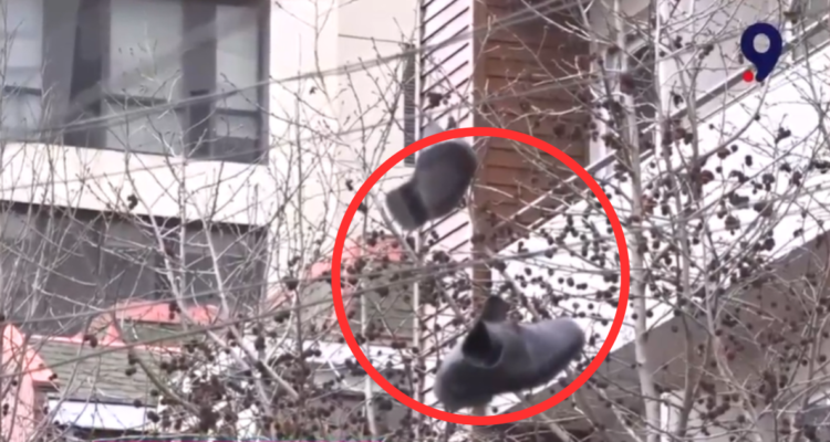 Zapatillas cuelgan de cables en el centro de Concepción a cuadras de Carabineros y autoridades