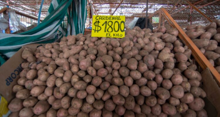 gremios aseguran que costos de producción de la papa se han triplicado en 3 años