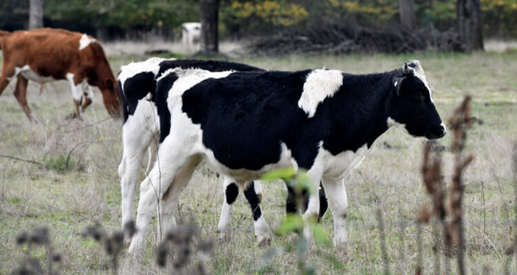 abigeato-region-de-la-araucania