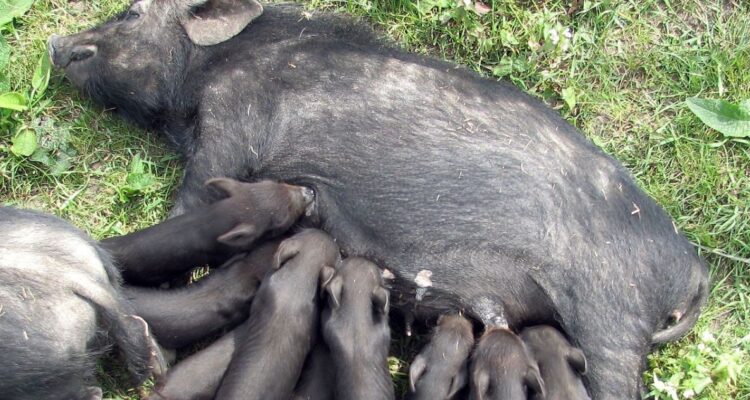 Según el científico chileno, se puede calcular el crecimiento de los animales