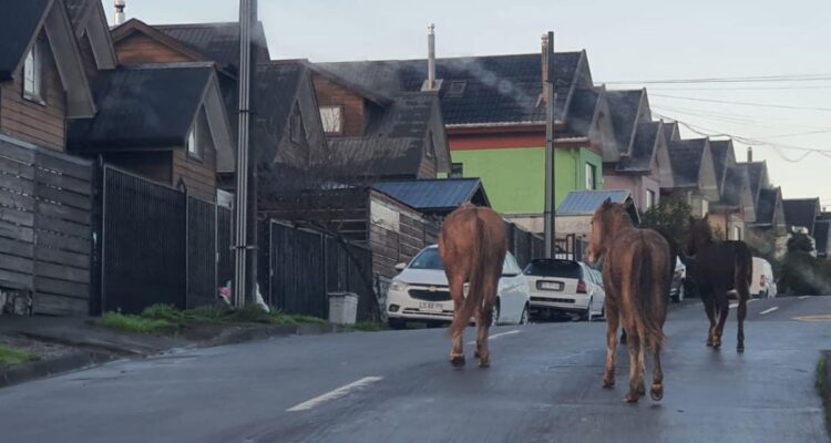 Tras denuncias de vecinos: municipio de Concepción se querella por abandono de animales en vía pública