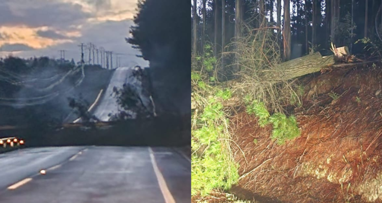 Desconocidos botan árbol en medio de Ruta 160 en acceso a Lebu