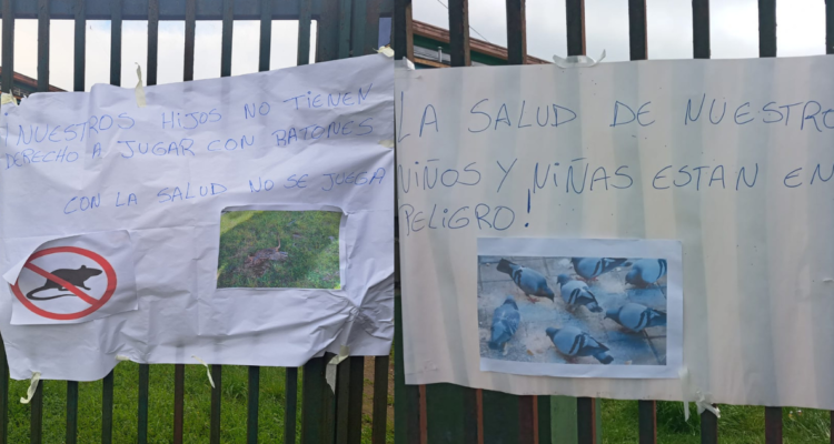 Seremi de Salud inicia sumario por fecas de roedores y palomas en Escuela Francia de Valdivia