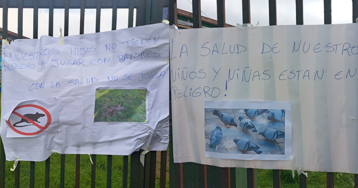 Seremi de Salud inicia sumario por fecas de roedores y palomas en Escuela Francia de Valdivia
